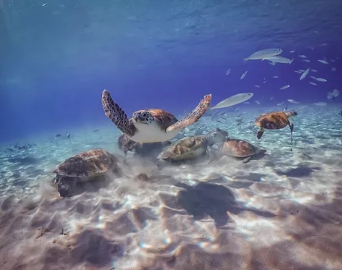 Snorkeling With Turtles